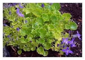 CAMPANULA garganica 'Dickson's Gold'